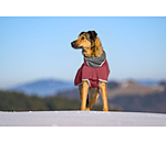 Manteau pour chien softshell avec col polaire  Frida