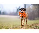 Jouet pour chien  Chameleon