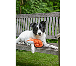 Jouet pour chien  Chameleon