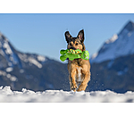 Jouet pour chien  Strong Dino