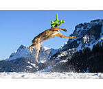 Jouet pour chien  Strong Dino