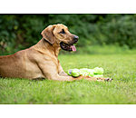 Jouet pour chien  Strong Dino