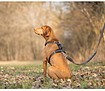 Harnais pour chien  Comfort Fit