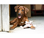 Jouet pour chien �cureuil