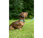 Ensemble collier et laisse  Zap