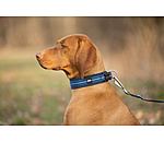 Collier pour chien  Comfort Fit