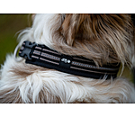 Collier pour chien  Comfort Fit