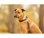 Collier pour chien en cuir  Adams