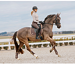 Gutres en mesh  Glitter, antrieurs