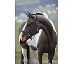 Licol  Swiss Design II