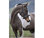 Licol  Swiss Design II