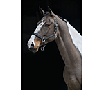 Licol  Swiss Design II