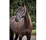 Licol  Swiss Design II