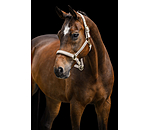 Licol  Signature III