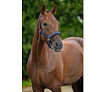 Licol  Signature III