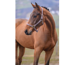 Licol en nylon  prix cass