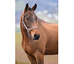 Licol en nylon  prix cass