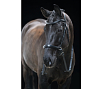 Bridon sans mors 5 en 1