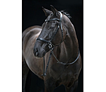 Bridon sans mors 5 en 1