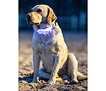 Collier pour chiens LED  Loom