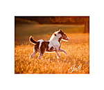 Calendrier Irish Cob 2026