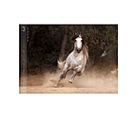 Calendriers 2026 Chevaux