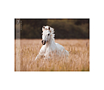 Calendriers 2026 Chevaux