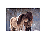 Calendriers 2026 Chevaux