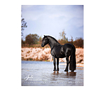 Calendrier 2026 L�amour du cheval