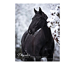 Calendrier 2026 L�amour du cheval