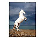 Calendrier 2026 Special Moments