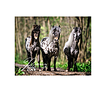 Calendrier 2026 - Poneys