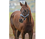 Licol en nylon  prix cass II