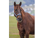 Licol en nylon  prix cass II