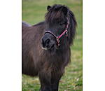 Licol poulain et shetland  Future Star