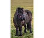 Licol poulain et shetland  Future Star