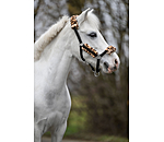 Licol poulain et shetland en polaire Teddy  Cozy Adjustable