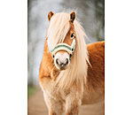 Licol pour poulain et shetland  Shine