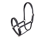 Licol poulain et shetland en cuir  Siri