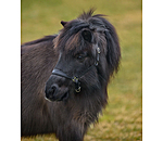 Licol poulain et shetland en cuir  Siri