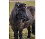 Licol poulain et shetland en cuir  Siri