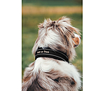 Collier anti-traction pour chien  Charlie