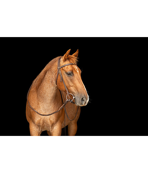 Bridon d'entra�nement en cuir Harness