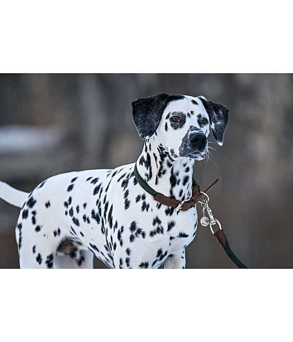 Collier pour chien  Rope