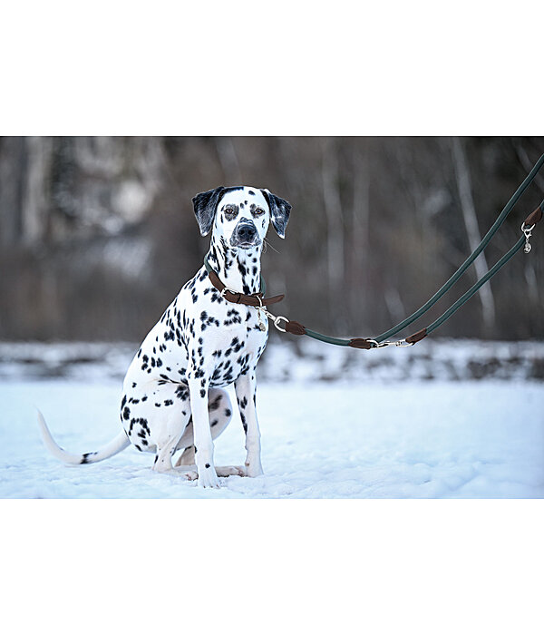 Laisse pour chien  Rope