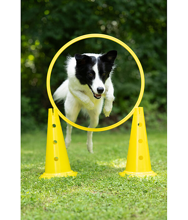 C�nes d'agility