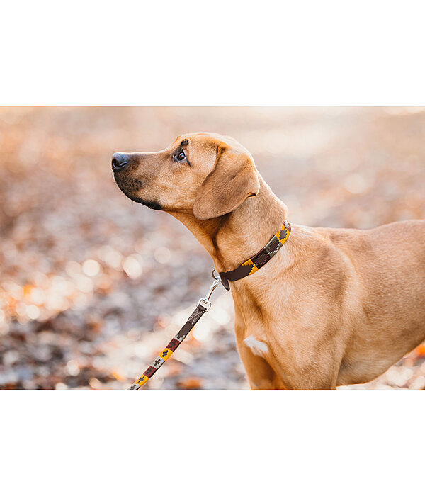Ensemble collier et laisse en cuir pour chien  Polo Sports