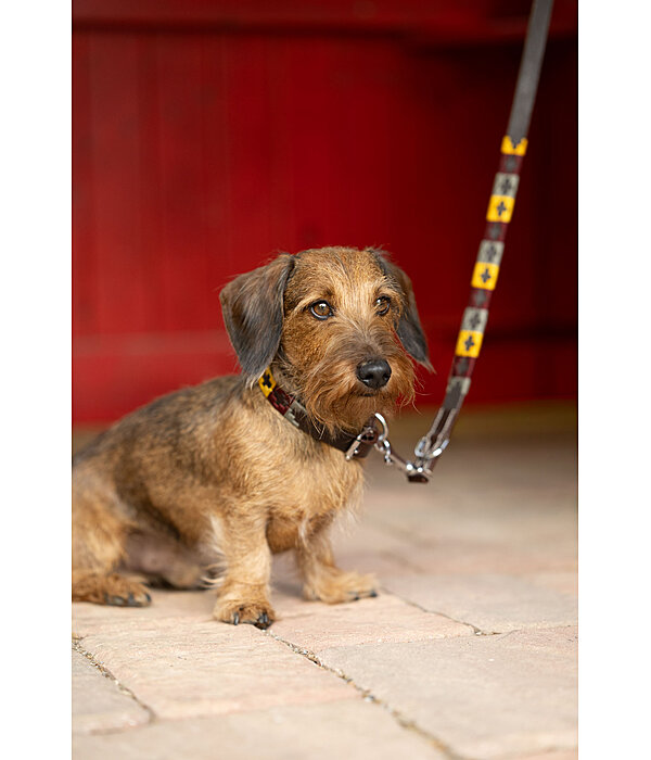 Ensemble collier et laisse en cuir pour chien  Polo Sports