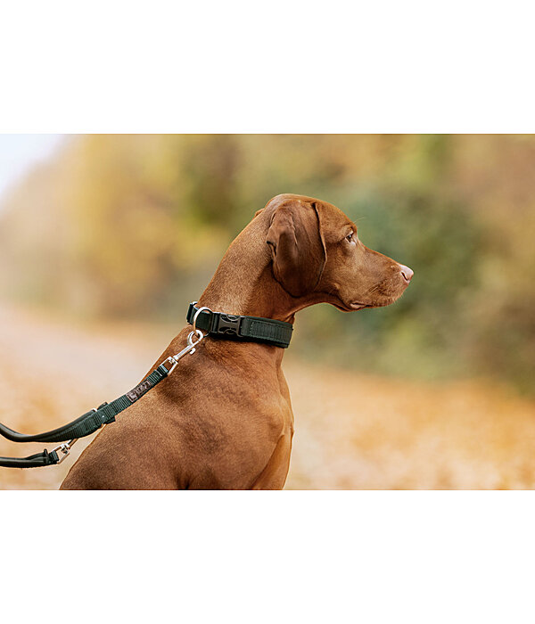 Collier pour chien  Becks