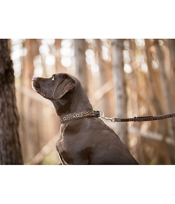Collier pour chien  Becks